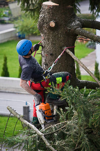 Best Tree Planting Services  in USA